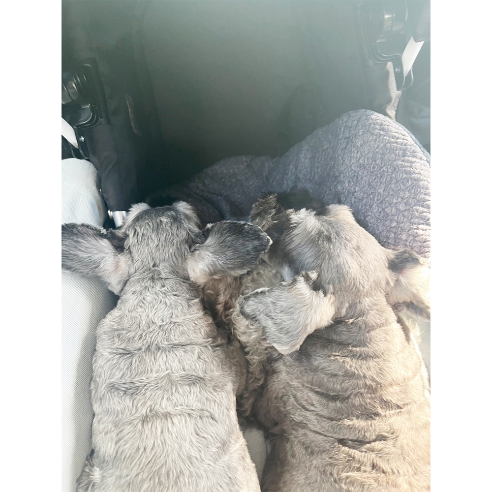 先日モデル犬を卒業したクレアちゃん☆
